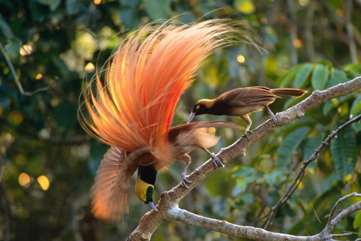 The Spectacular Bird of Paradise - Paradisaea Decora