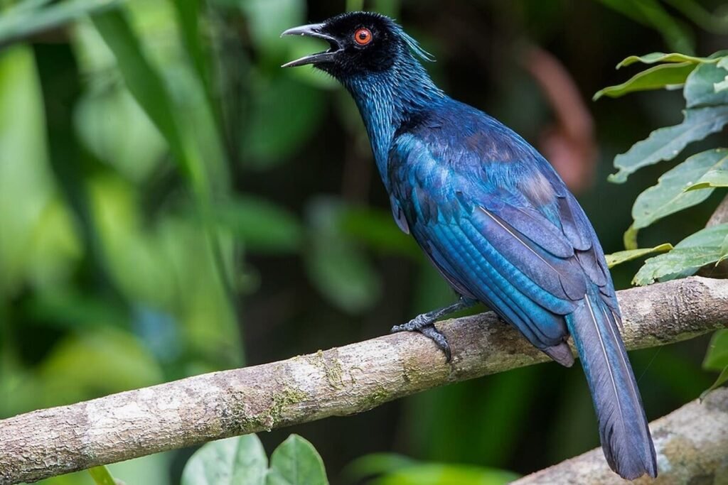 Phonygammus Keraudrenii: The Enigmatic Bird of Paradise