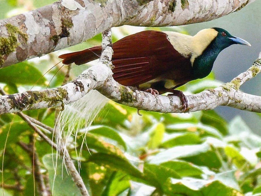 Paradisaea Guilielmi: The Fascinating Bird of Paradise