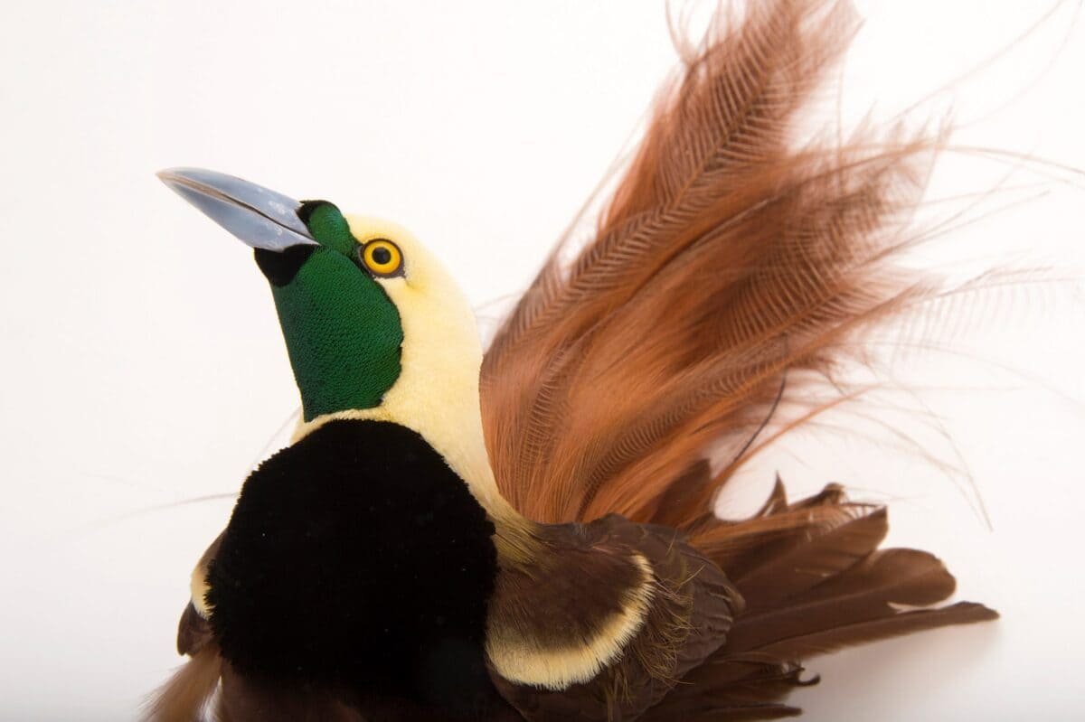 Paradisaea Guilielmi: The Fascinating Bird of Paradise