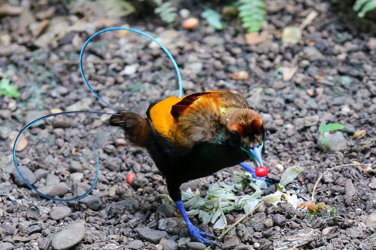 The Varied Diet of Birds of Paradise