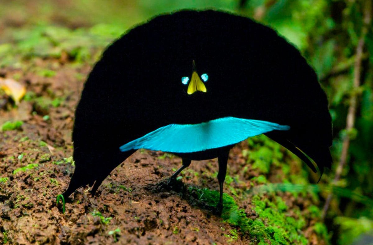 Superb-Bird-of-Paradise-1.jpg