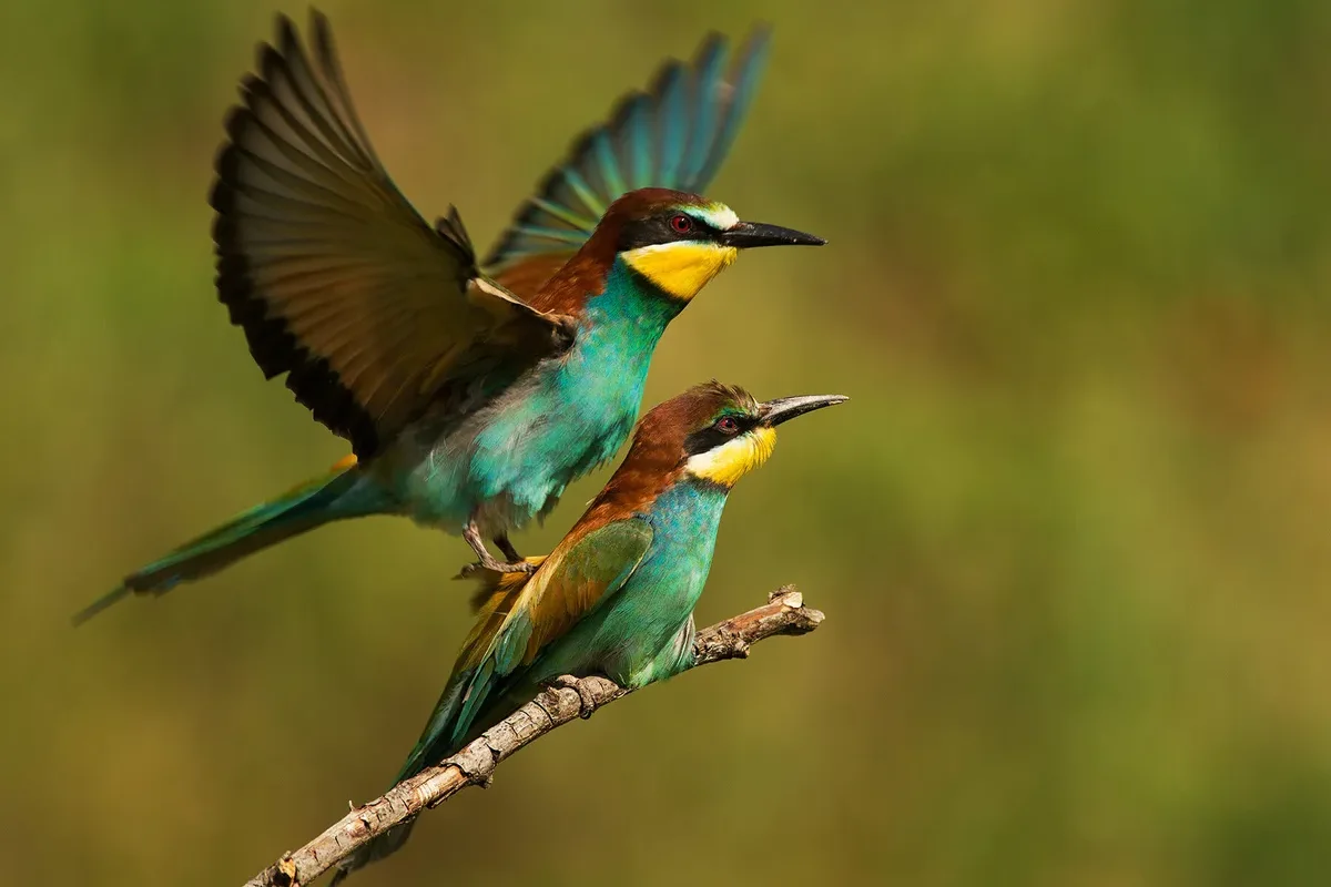 Reproduction of Birds of Paradise