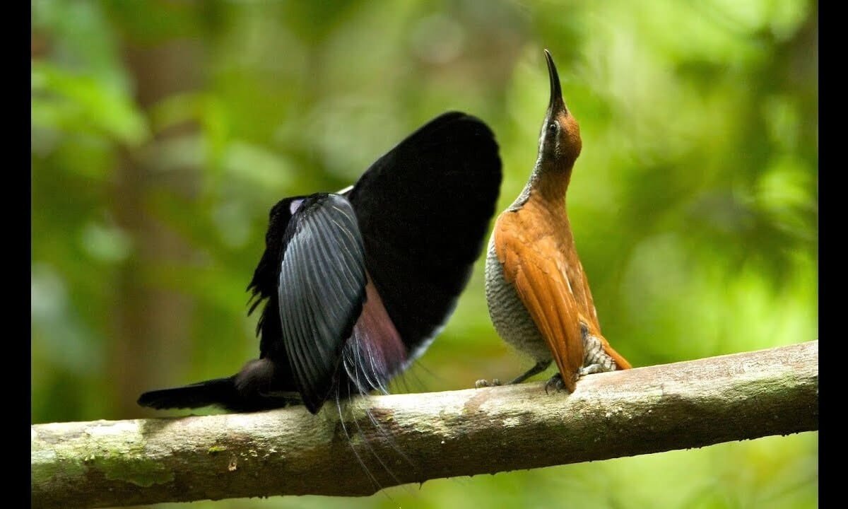 The Courtship Rituals of Birds of Paradise