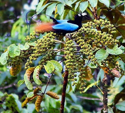 The Varied Diet of Birds of Paradise